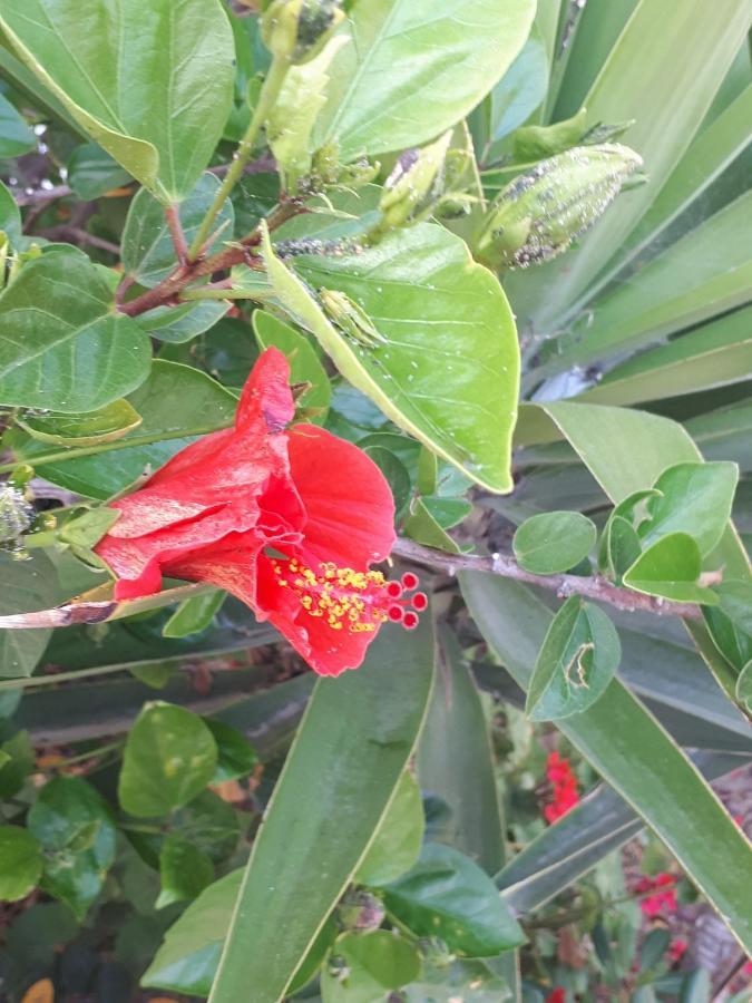 The Jasmine House 호텔 올베라 외부 사진